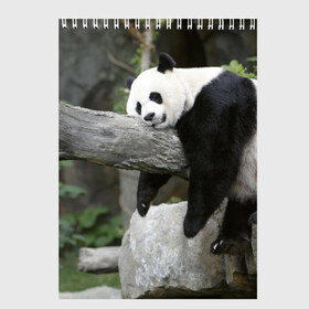 Скетчбук с принтом Большая уставшая панда в Тюмени, 100% бумага
 | 48 листов, плотность листов — 100 г/м2, плотность картонной обложки — 250 г/м2. Листы скреплены сверху удобной пружинной спиралью | бамбук | животное | медведь