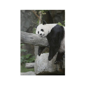 Обложка для паспорта матовая кожа с принтом Большая уставшая панда в Тюмени, натуральная матовая кожа | размер 19,3 х 13,7 см; прозрачные пластиковые крепления | бамбук | животное | медведь