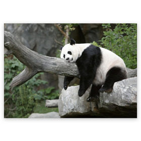 Поздравительная открытка с принтом Большая уставшая панда в Тюмени, 100% бумага | плотность бумаги 280 г/м2, матовая, на обратной стороне линовка и место для марки
 | бамбук | животное | медведь