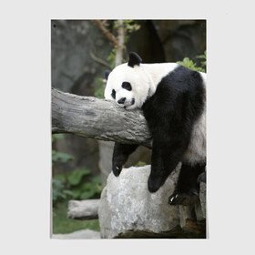 Постер с принтом Большая уставшая панда в Тюмени, 100% бумага
 | бумага, плотность 150 мг. Матовая, но за счет высокого коэффициента гладкости имеет небольшой блеск и дает на свету блики, но в отличии от глянцевой бумаги не покрыта лаком | бамбук | животное | медведь