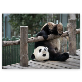 Поздравительная открытка с принтом Паркур панда в Тюмени, 100% бумага | плотность бумаги 280 г/м2, матовая, на обратной стороне линовка и место для марки
 | бамбук | животное | медведь