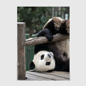 Постер с принтом Паркур панда в Тюмени, 100% бумага
 | бумага, плотность 150 мг. Матовая, но за счет высокого коэффициента гладкости имеет небольшой блеск и дает на свету блики, но в отличии от глянцевой бумаги не покрыта лаком | бамбук | животное | медведь