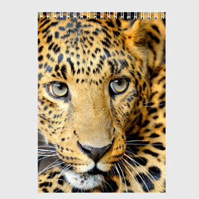 Скетчбук с принтом Леопард в Тюмени, 100% бумага
 | 48 листов, плотность листов — 100 г/м2, плотность картонной обложки — 250 г/м2. Листы скреплены сверху удобной пружинной спиралью | властелин | глаз | грация | животные | зверь | кот | кошачий | кошки | крупный | леопард | лес | млекопитающее | природа | пятна | рыжий | усатый | усы | фауна | флора | хищник | хозяин | царь джунгли