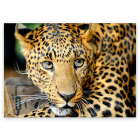 Поздравительная открытка с принтом Леопард в Тюмени, 100% бумага | плотность бумаги 280 г/м2, матовая, на обратной стороне линовка и место для марки
 | властелин | глаз | грация | животные | зверь | кот | кошачий | кошки | крупный | леопард | лес | млекопитающее | природа | пятна | рыжий | усатый | усы | фауна | флора | хищник | хозяин | царь джунгли