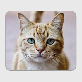 Коврик прямоугольный с принтом Рыжий кот, зеленые глаза в Тюмени, натуральный каучук | размер 230 х 185 мм; запечатка лицевой стороны | грустный | добрый | животное | киса | киска кися | кот | котенок | котэ | кошка | красивый | лапа | лапка | ласковый | милый | моська | мурлыка | прикольный | смешной | унылый | усатый | шерсть