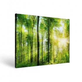 Холст прямоугольный с принтом Солнечный лес в Тюмени, 100% ПВХ |  | деревья | зелень | лес | лето | лучи солнца | солнце | тайга