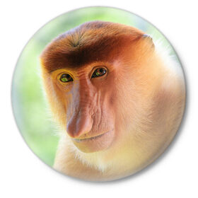 Значок с принтом Рыжая обезьяна в Тюмени,  металл | круглая форма, металлическая застежка в виде булавки | 