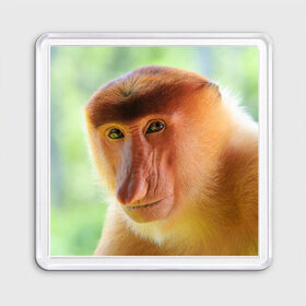 Магнит 55*55 с принтом Рыжая обезьяна в Тюмени, Пластик | Размер: 65*65 мм; Размер печати: 55*55 мм | Тематика изображения на принте: 