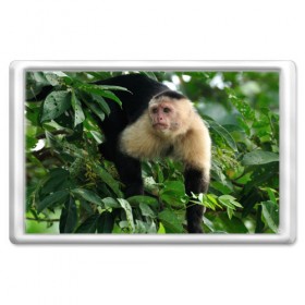 Магнит 45*70 с принтом Обезьянка в джунглях в Тюмени, Пластик | Размер: 78*52 мм; Размер печати: 70*45 | бабуин | гамадрил | гиббон | горилла | гуманоид | дарвин | животное | зоопарк | кинг конг | мартышка | маугли | обезьяна | орангутанг | предок | примат | рожа | хомо сапиенс | шимпанзе