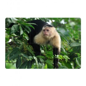 Магнитный плакат 3Х2 с принтом Обезьянка в джунглях в Тюмени, Полимерный материал с магнитным слоем | 6 деталей размером 9*9 см | бабуин | гамадрил | гиббон | горилла | гуманоид | дарвин | животное | зоопарк | кинг конг | мартышка | маугли | обезьяна | орангутанг | предок | примат | рожа | хомо сапиенс | шимпанзе