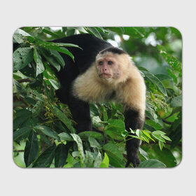 Коврик прямоугольный с принтом Обезьянка в джунглях в Тюмени, натуральный каучук | размер 230 х 185 мм; запечатка лицевой стороны | бабуин | гамадрил | гиббон | горилла | гуманоид | дарвин | животное | зоопарк | кинг конг | мартышка | маугли | обезьяна | орангутанг | предок | примат | рожа | хомо сапиенс | шимпанзе