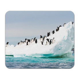 Коврик прямоугольный с принтом Пингвины на айсберге в Тюмени, натуральный каучук | размер 230 х 185 мм; запечатка лицевой стороны | айсберг | антарктида | антарктика | арктика | буревестник | глупый | императорский | клюв | королевский | крылья | ласты | лёд | линукс | океан | пилигрим | полюс | птица | север | снег | умка | фрак