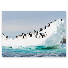 Поздравительная открытка с принтом Пингвины на айсберге в Тюмени, 100% бумага | плотность бумаги 280 г/м2, матовая, на обратной стороне линовка и место для марки
 | айсберг | антарктида | антарктика | арктика | буревестник | глупый | императорский | клюв | королевский | крылья | ласты | лёд | линукс | океан | пилигрим | полюс | птица | север | снег | умка | фрак