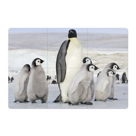Магнитный плакат 3Х2 с принтом Пингвин и пингвинята в Тюмени, Полимерный материал с магнитным слоем | 6 деталей размером 9*9 см | айсберг | антарктида | антарктика | арктика | буревестник | глупый | императорский | клюв | королевский | крылья | ласты | лёд | линукс | океан | пилигрим | полюс | птица | север | снег | умка | фрак