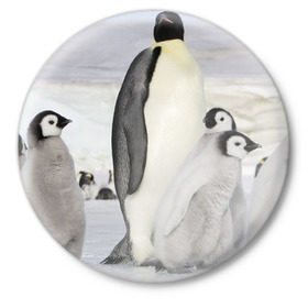 Значок с принтом Пингвин и пингвинята в Тюмени,  металл | круглая форма, металлическая застежка в виде булавки | айсберг | антарктида | антарктика | арктика | буревестник | глупый | императорский | клюв | королевский | крылья | ласты | лёд | линукс | океан | пилигрим | полюс | птица | север | снег | умка | фрак
