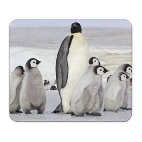 Коврик прямоугольный с принтом Пингвин и пингвинята в Тюмени, натуральный каучук | размер 230 х 185 мм; запечатка лицевой стороны | айсберг | антарктида | антарктика | арктика | буревестник | глупый | императорский | клюв | королевский | крылья | ласты | лёд | линукс | океан | пилигрим | полюс | птица | север | снег | умка | фрак