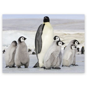 Поздравительная открытка с принтом Пингвин и пингвинята в Тюмени, 100% бумага | плотность бумаги 280 г/м2, матовая, на обратной стороне линовка и место для марки
 | айсберг | антарктида | антарктика | арктика | буревестник | глупый | императорский | клюв | королевский | крылья | ласты | лёд | линукс | океан | пилигрим | полюс | птица | север | снег | умка | фрак
