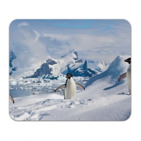 Коврик прямоугольный с принтом Пингвин в горах в Тюмени, натуральный каучук | размер 230 х 185 мм; запечатка лицевой стороны | айсберг | антарктида | антарктика | арктика | буревестник | глупый | императорский | клюв | королевский | крылья | ласты | лёд | линукс | океан | пилигрим | полюс | птица | север | снег | умка | фрак