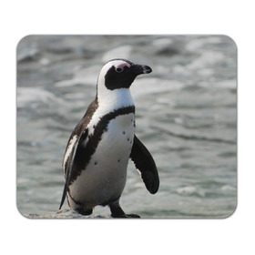 Коврик прямоугольный с принтом Пингвин в Тюмени, натуральный каучук | размер 230 х 185 мм; запечатка лицевой стороны | 