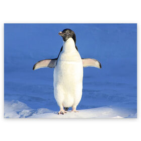 Поздравительная открытка с принтом Пингвин в Тюмени, 100% бумага | плотность бумаги 280 г/м2, матовая, на обратной стороне линовка и место для марки
 | айсберг | антарктида | антарктика | арктика | буревестник | глупый | императорский | клюв | королевский | крылья | ласты | лёд | линукс | океан | пилигрим | полюс | птица | север | снег | умка | фрак