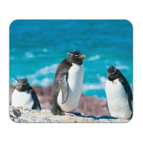 Коврик прямоугольный с принтом Пингвин в Тюмени, натуральный каучук | размер 230 х 185 мм; запечатка лицевой стороны | айсберг | антарктида | антарктика | арктика | буревестник | глупый | императорский | клюв | королевский | крылья | ласты | лёд | линукс | океан | пилигрим | полюс | птица | север | снег | умка | фрак