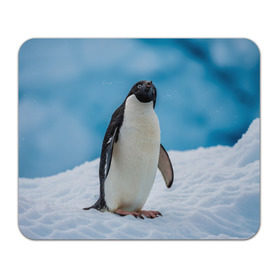 Коврик прямоугольный с принтом Пингвин на айсберге в Тюмени, натуральный каучук | размер 230 х 185 мм; запечатка лицевой стороны | айсберг | антарктида | антарктика | арктика | буревестник | глупый | императорский | клюв | королевский | крылья | ласты | лёд | линукс | океан | пилигрим | полюс | птица | север | снег | умка | фрак