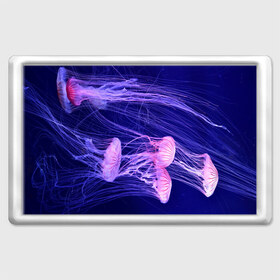 Магнит 45*70 с принтом Розовые медузы в Тюмени, Пластик | Размер: 78*52 мм; Размер печати: 70*45 | аквариум | вода | дайвинг | милые | море | океан | плывет | подводный мир | рыбалка | рыбка | рыбы | стая | фауна