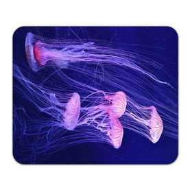 Коврик прямоугольный с принтом Розовые медузы в Тюмени, натуральный каучук | размер 230 х 185 мм; запечатка лицевой стороны | аквариум | вода | дайвинг | милые | море | океан | плывет | подводный мир | рыбалка | рыбка | рыбы | стая | фауна