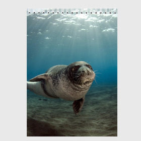 Скетчбук с принтом Тюлень под водой в Тюмени, 100% бумага
 | 48 листов, плотность листов — 100 г/м2, плотность картонной обложки — 250 г/м2. Листы скреплены сверху удобной пружинной спиралью | вода | дайвинг | жирный | косяк | красивые | милые | море | морская | морской котик | океан | плывет | подводный мир | прикольные | речная | рыба | рыбалка | стая | тюлень | усатый кот | фауна | чешуя