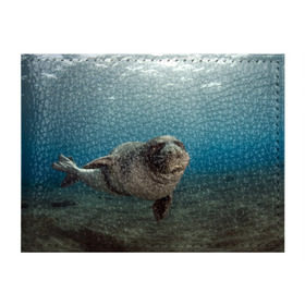 Обложка для студенческого билета с принтом Тюлень под водой в Тюмени, натуральная кожа | Размер: 11*8 см; Печать на всей внешней стороне | Тематика изображения на принте: вода | дайвинг | жирный | косяк | красивые | милые | море | морская | морской котик | океан | плывет | подводный мир | прикольные | речная | рыба | рыбалка | стая | тюлень | усатый кот | фауна | чешуя