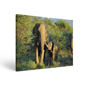 Холст прямоугольный с принтом Слониха и слоненок в природе в Тюмени, 100% ПВХ |  | африка | африканский | бивни | большой | гигант джунгли | зоопарк | индийский | индия | лесной великан | мамонт | огромный | саванна | сафари | серый | слон | слоненок | слониха | стадо | уши | хобот