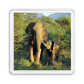 Магнит 55*55 с принтом Слониха и слоненок в природе в Тюмени, Пластик | Размер: 65*65 мм; Размер печати: 55*55 мм | африка | африканский | бивни | большой | гигант джунгли | зоопарк | индийский | индия | лесной великан | мамонт | огромный | саванна | сафари | серый | слон | слоненок | слониха | стадо | уши | хобот