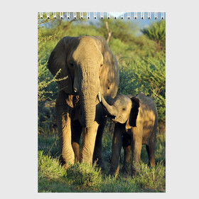 Скетчбук с принтом Слониха и слоненок в природе в Тюмени, 100% бумага
 | 48 листов, плотность листов — 100 г/м2, плотность картонной обложки — 250 г/м2. Листы скреплены сверху удобной пружинной спиралью | африка | африканский | бивни | большой | гигант джунгли | зоопарк | индийский | индия | лесной великан | мамонт | огромный | саванна | сафари | серый | слон | слоненок | слониха | стадо | уши | хобот