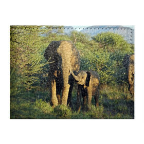 Обложка для студенческого билета с принтом Слониха и слоненок в природе в Тюмени, натуральная кожа | Размер: 11*8 см; Печать на всей внешней стороне | африка | африканский | бивни | большой | гигант джунгли | зоопарк | индийский | индия | лесной великан | мамонт | огромный | саванна | сафари | серый | слон | слоненок | слониха | стадо | уши | хобот