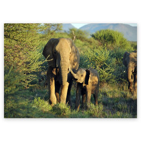 Поздравительная открытка с принтом Слониха и слоненок в природе в Тюмени, 100% бумага | плотность бумаги 280 г/м2, матовая, на обратной стороне линовка и место для марки
 | Тематика изображения на принте: африка | африканский | бивни | большой | гигант джунгли | зоопарк | индийский | индия | лесной великан | мамонт | огромный | саванна | сафари | серый | слон | слоненок | слониха | стадо | уши | хобот