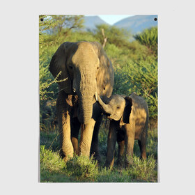 Постер с принтом Слониха и слоненок в природе в Тюмени, 100% бумага
 | бумага, плотность 150 мг. Матовая, но за счет высокого коэффициента гладкости имеет небольшой блеск и дает на свету блики, но в отличии от глянцевой бумаги не покрыта лаком | африка | африканский | бивни | большой | гигант джунгли | зоопарк | индийский | индия | лесной великан | мамонт | огромный | саванна | сафари | серый | слон | слоненок | слониха | стадо | уши | хобот
