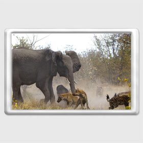 Магнит 45*70 с принтом Гиены охотятся на слона в Тюмени, Пластик | Размер: 78*52 мм; Размер печати: 70*45 | Тематика изображения на принте: африка | африканский | бивни | большой | гигант джунгли | гиены | индийский | индия | лесной великан | мамонт | огромный | охота | саванна | сафари | серый | слон | слониха | стадо | уши | хобот