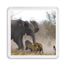 Магнит 55*55 с принтом Гиены охотятся на слона в Тюмени, Пластик | Размер: 65*65 мм; Размер печати: 55*55 мм | африка | африканский | бивни | большой | гигант джунгли | гиены | индийский | индия | лесной великан | мамонт | огромный | охота | саванна | сафари | серый | слон | слониха | стадо | уши | хобот