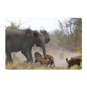 Магнитный плакат 3Х2 с принтом Гиены охотятся на слона в Тюмени, Полимерный материал с магнитным слоем | 6 деталей размером 9*9 см | Тематика изображения на принте: африка | африканский | бивни | большой | гигант джунгли | гиены | индийский | индия | лесной великан | мамонт | огромный | охота | саванна | сафари | серый | слон | слониха | стадо | уши | хобот