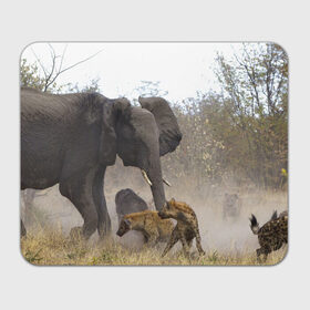 Коврик прямоугольный с принтом Гиены охотятся на слона в Тюмени, натуральный каучук | размер 230 х 185 мм; запечатка лицевой стороны | африка | африканский | бивни | большой | гигант джунгли | гиены | индийский | индия | лесной великан | мамонт | огромный | охота | саванна | сафари | серый | слон | слониха | стадо | уши | хобот