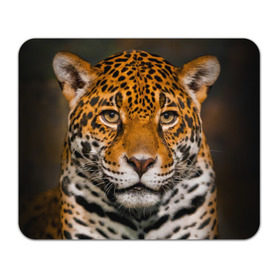 Коврик прямоугольный с принтом Jaguar в Тюмени, натуральный каучук | размер 230 х 185 мм; запечатка лицевой стороны | глаза | дикая кошка | кошка | леопард | сафари | хищник | ягуар