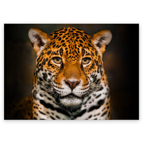 Поздравительная открытка с принтом Jaguar в Тюмени, 100% бумага | плотность бумаги 280 г/м2, матовая, на обратной стороне линовка и место для марки
 | глаза | дикая кошка | кошка | леопард | сафари | хищник | ягуар