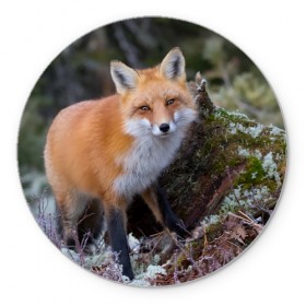 Коврик круглый с принтом Лес в Тюмени, резина и полиэстер | круглая форма, изображение наносится на всю лицевую часть | Тематика изображения на принте: fox | red | лиса | лисенок | рыжая