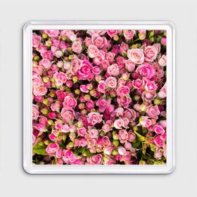 Магнит 55*55 с принтом Розовый рай в Тюмени, Пластик | Размер: 65*65 мм; Размер печати: 55*55 мм | Тематика изображения на принте: бутон | лепестки | роза | розовый | розочка | цветок | цветы