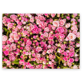 Поздравительная открытка с принтом Розовый рай в Тюмени, 100% бумага | плотность бумаги 280 г/м2, матовая, на обратной стороне линовка и место для марки
 | бутон | лепестки | роза | розовый | розочка | цветок | цветы