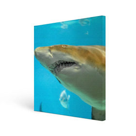 Холст квадратный с принтом Тигровая акула в Тюмени, 100% ПВХ |  | Тематика изображения на принте: голубое море | океан | рыба