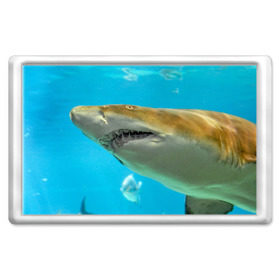 Магнит 45*70 с принтом Тигровая акула в Тюмени, Пластик | Размер: 78*52 мм; Размер печати: 70*45 | Тематика изображения на принте: голубое море | океан | рыба