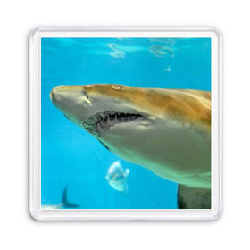 Магнит 55*55 с принтом Тигровая акула в Тюмени, Пластик | Размер: 65*65 мм; Размер печати: 55*55 мм | Тематика изображения на принте: голубое море | океан | рыба
