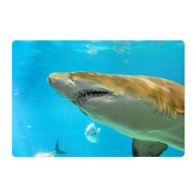 Магнитный плакат 3Х2 с принтом Тигровая акула в Тюмени, Полимерный материал с магнитным слоем | 6 деталей размером 9*9 см | Тематика изображения на принте: голубое море | океан | рыба