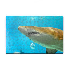 Пазл магнитный 126 элементов с принтом Тигровая акула в Тюмени, полимерный материал с магнитным слоем | 126 деталей, размер изделия —  180*270 мм | голубое море | океан | рыба